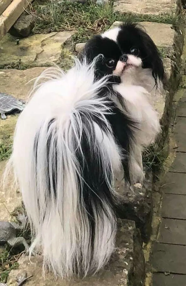 Japanese Chin — утончённый и ласковый компаньон