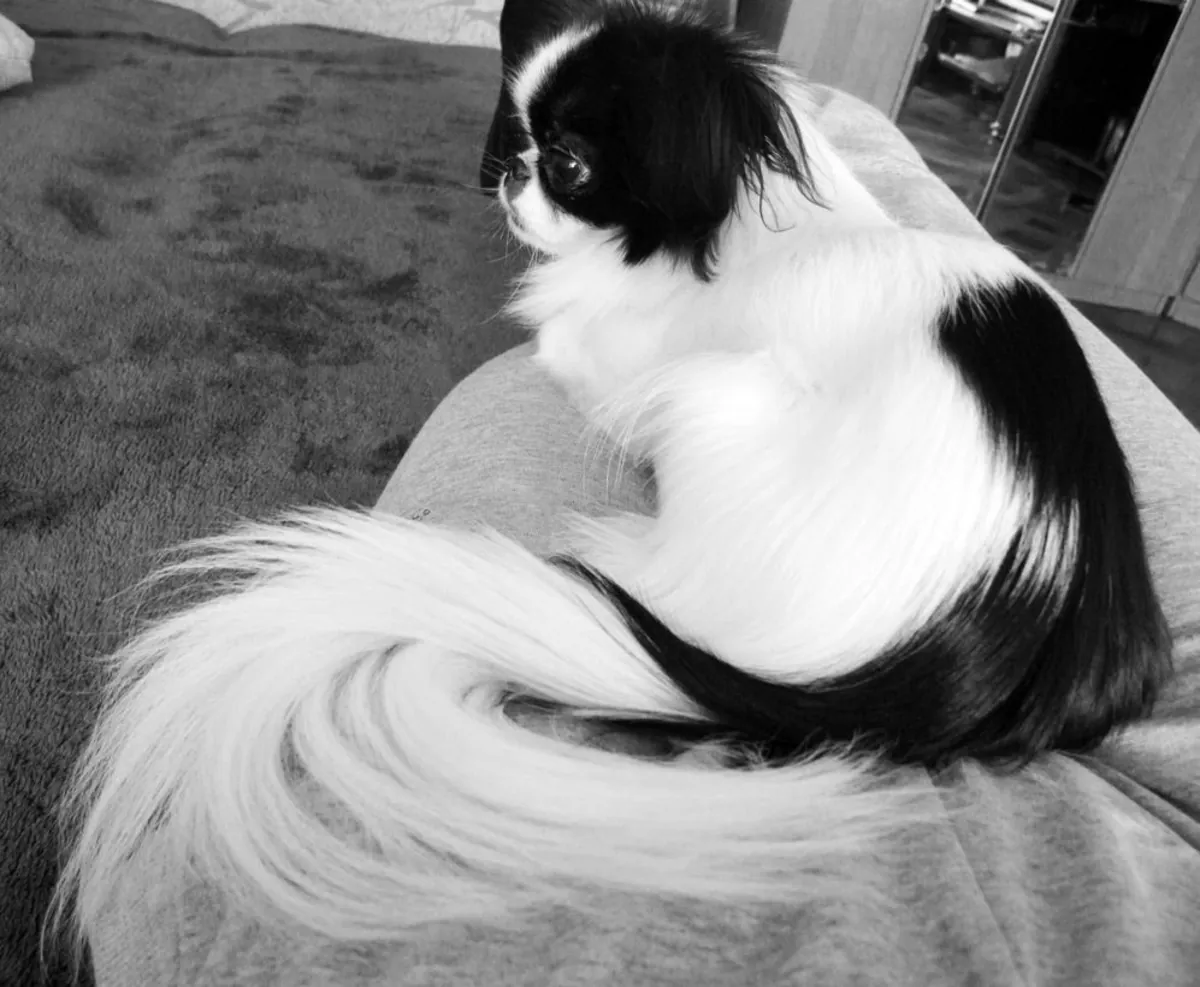 Japanese Chin — утончённый и ласковый компаньон
