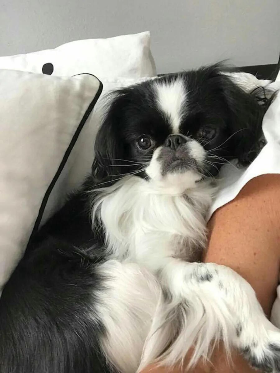 Japanese Chin — утончённый и ласковый компаньон