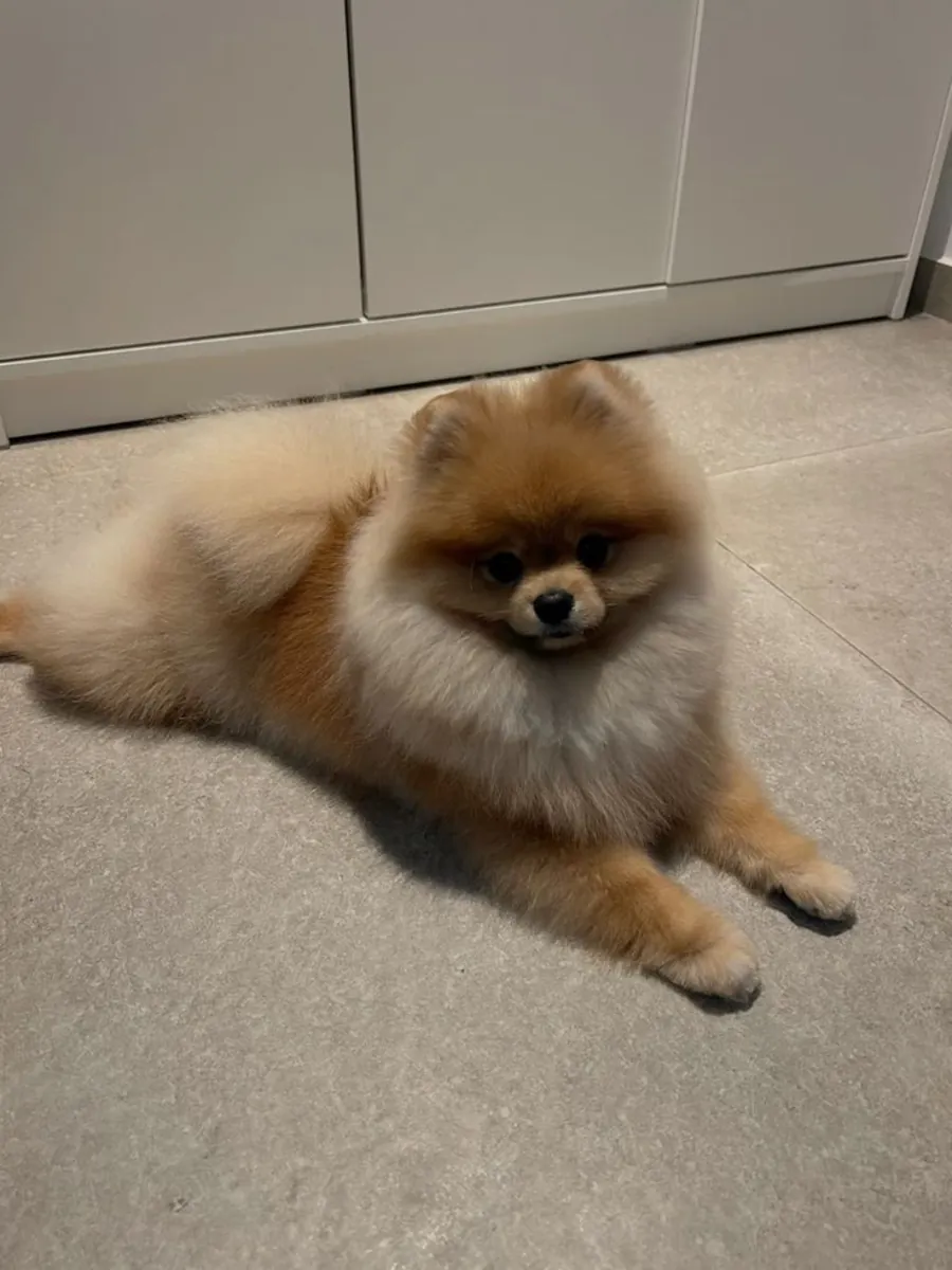 Mini Pomeranian Yavru