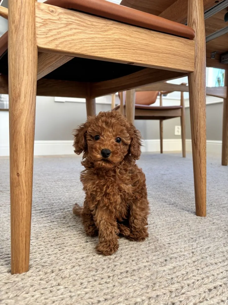 Oyuncak Kaniş Yavrusu