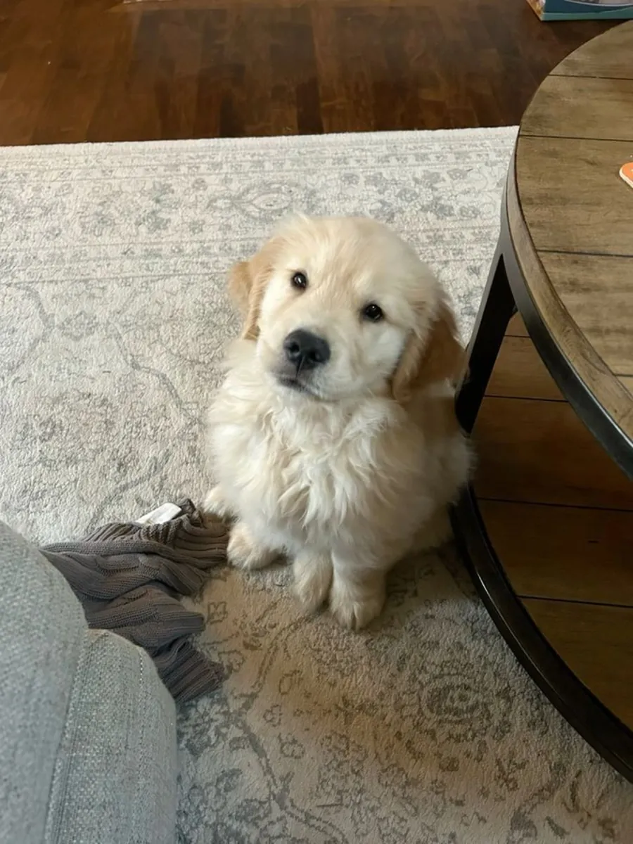 Golden Retriever Yavru