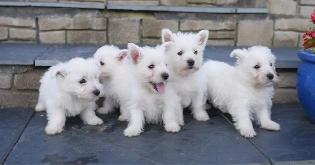 West Highland Terrier Yavruları (KC Kayıtlı)