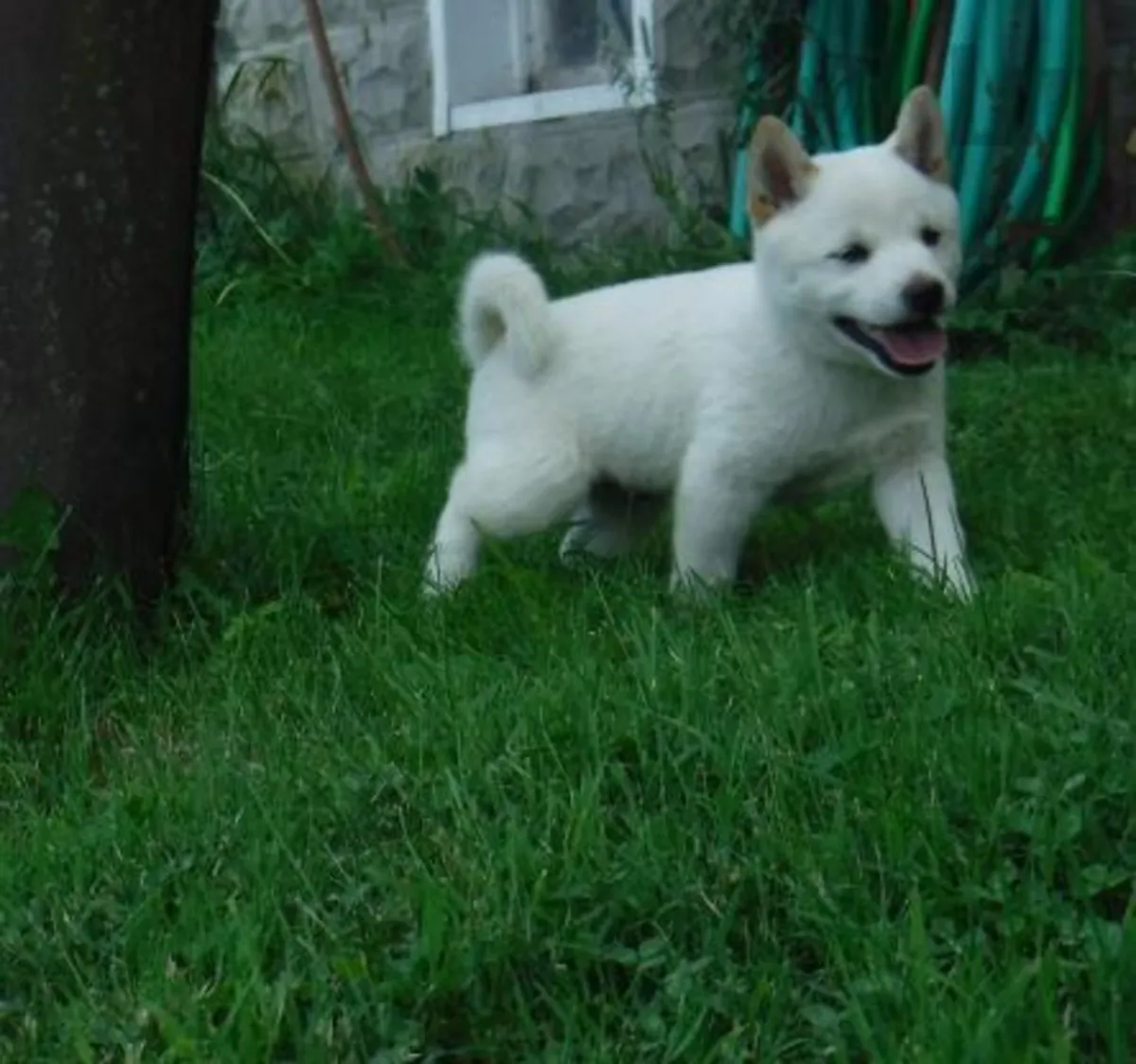 Japanese Shiba Inu  Puppies for sale