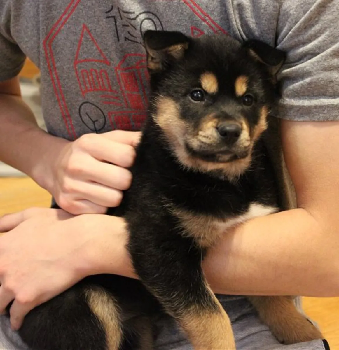 特别的小罗威纳犬幼犬