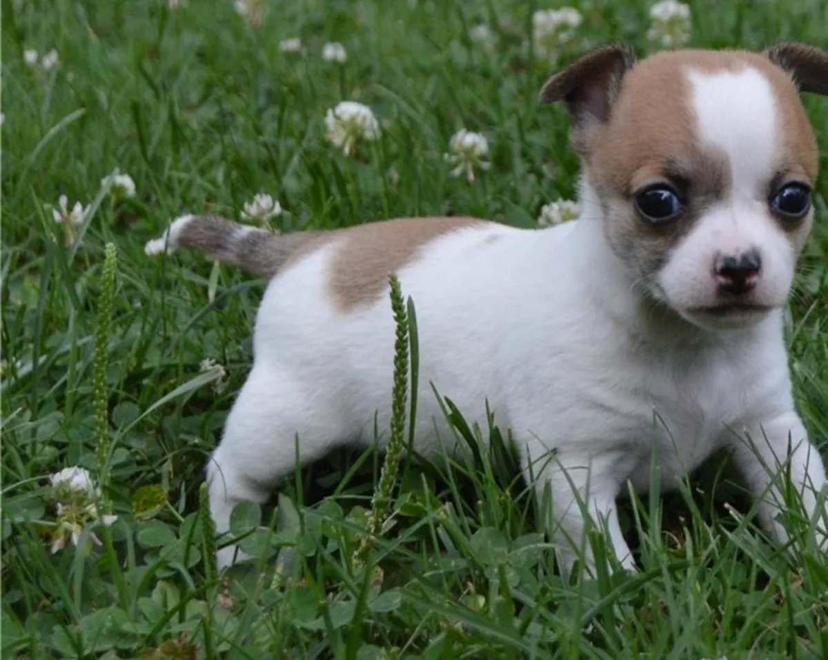 Cachorro de chihuahua