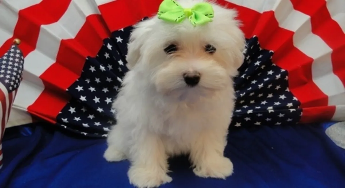 Maltese cinsi yavru köpek sahiplendirilmek üzere