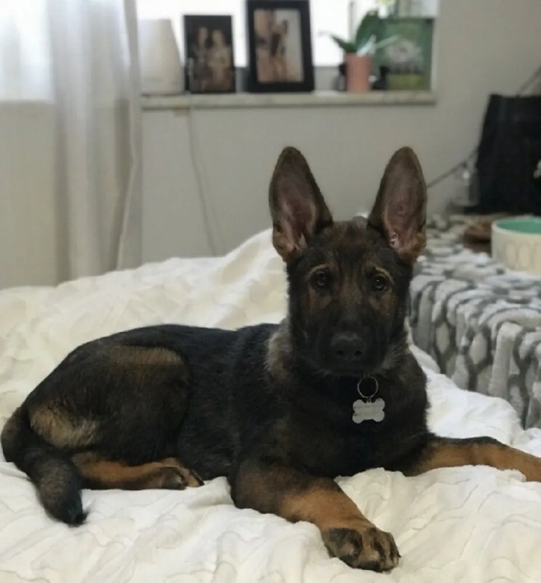 chiot Berger Allemand de race pure