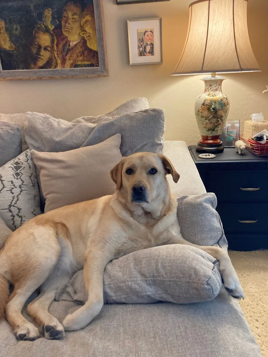 chiot Labrador retriever