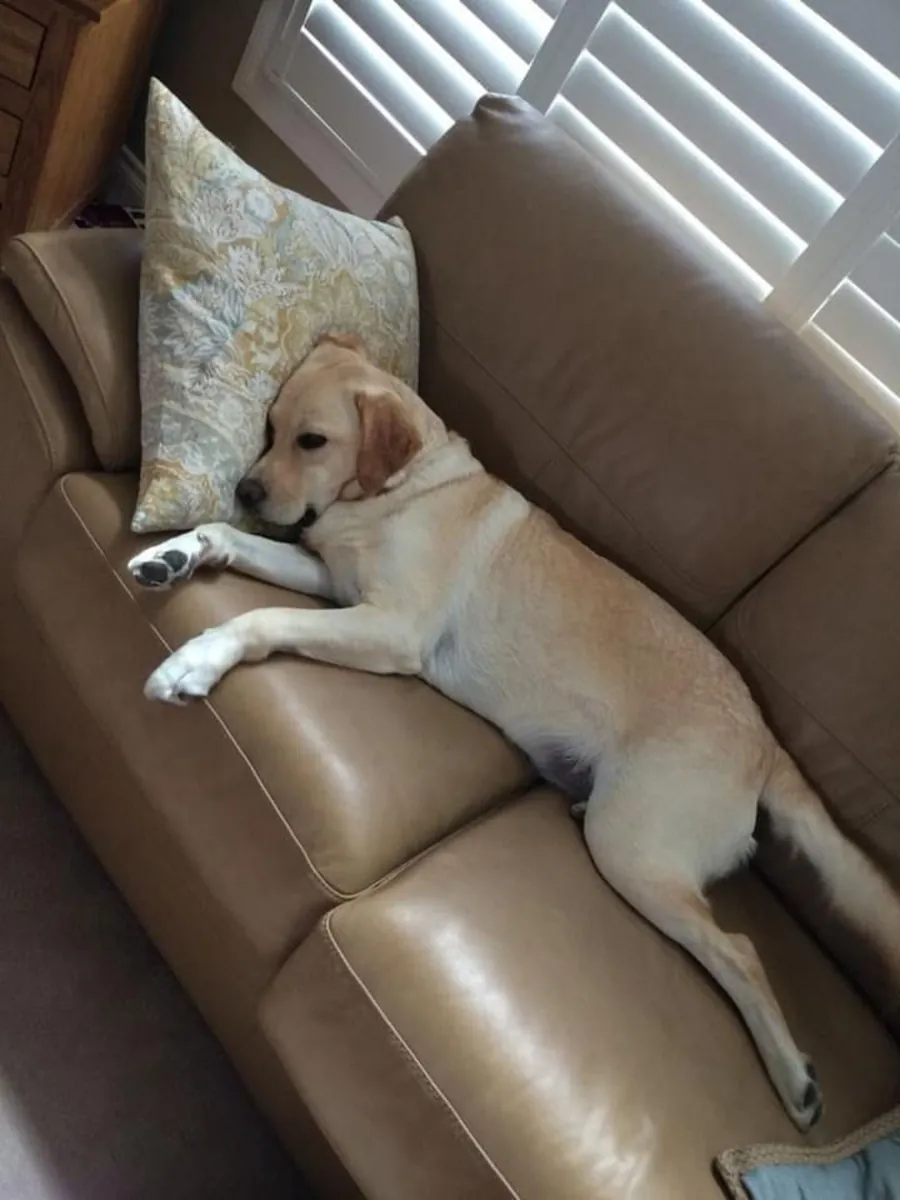 chiot Labrador retriever