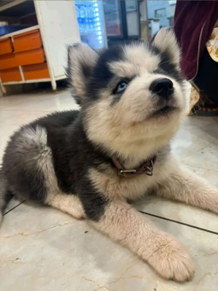 Sibirya Kurdu mavi gözlü