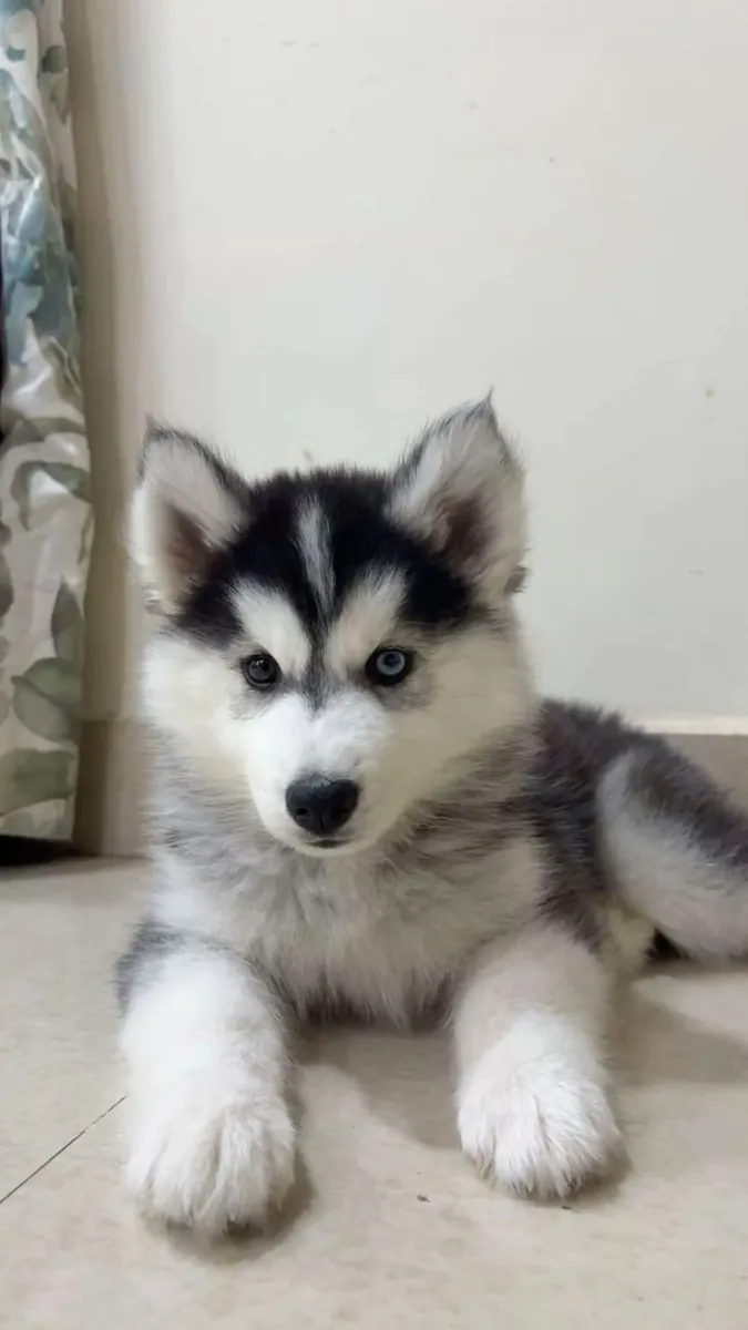 Sibirya Kurdu mavi gözlü