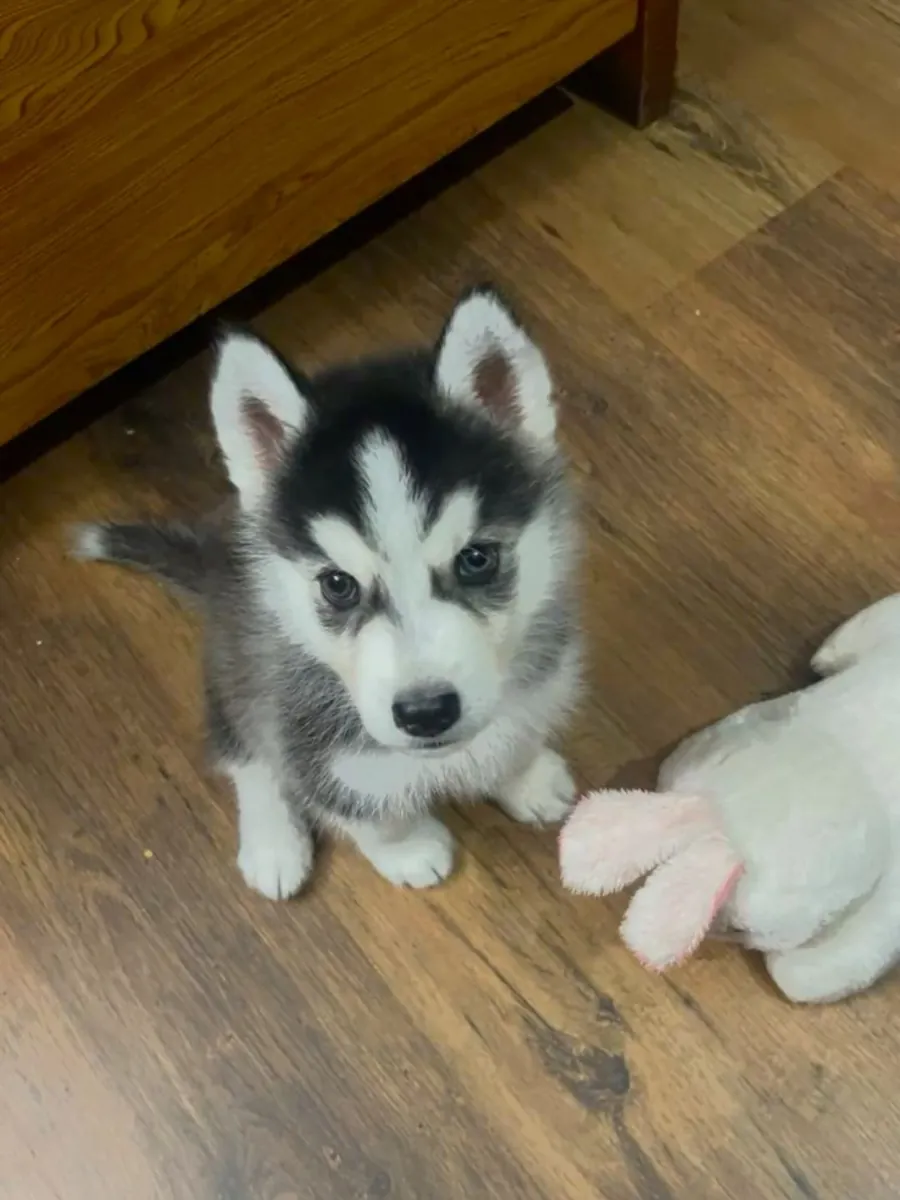 Sibirya Kurdu mavi gözlü