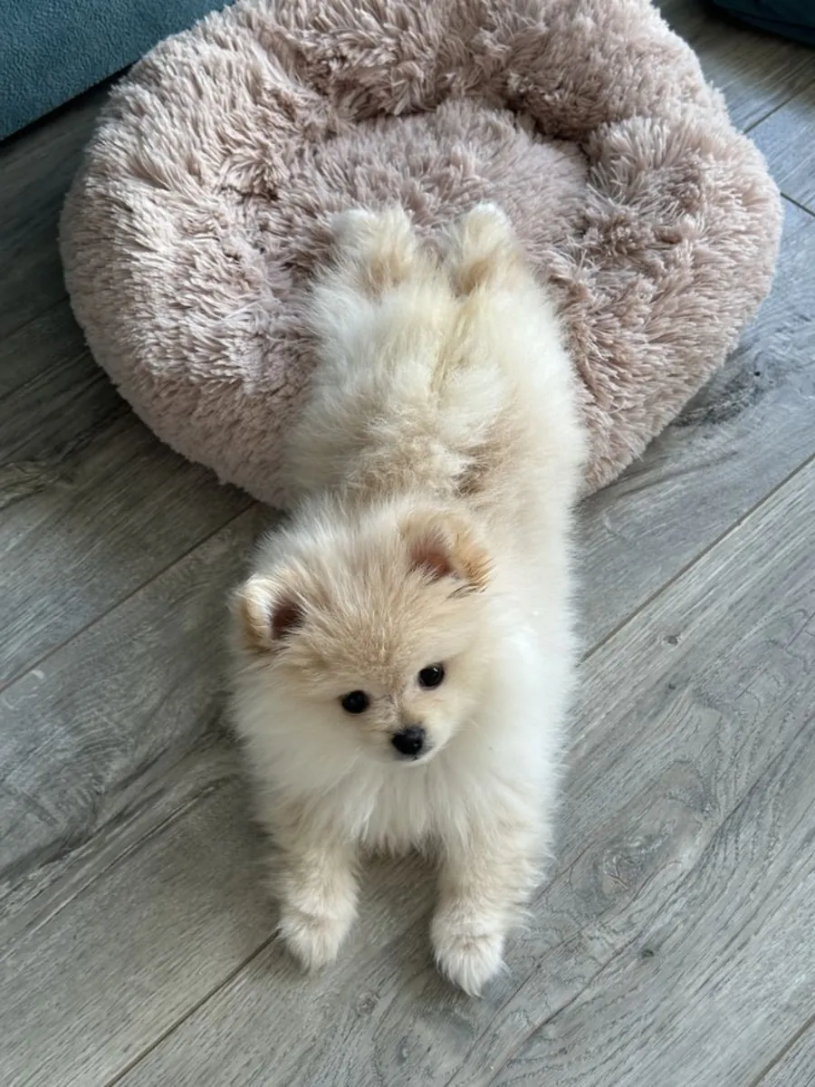 Poméranien miniature