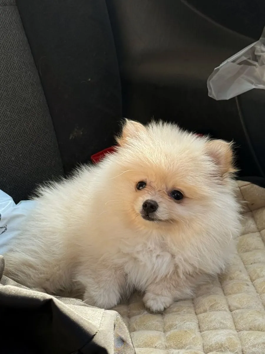 Poméranien miniature