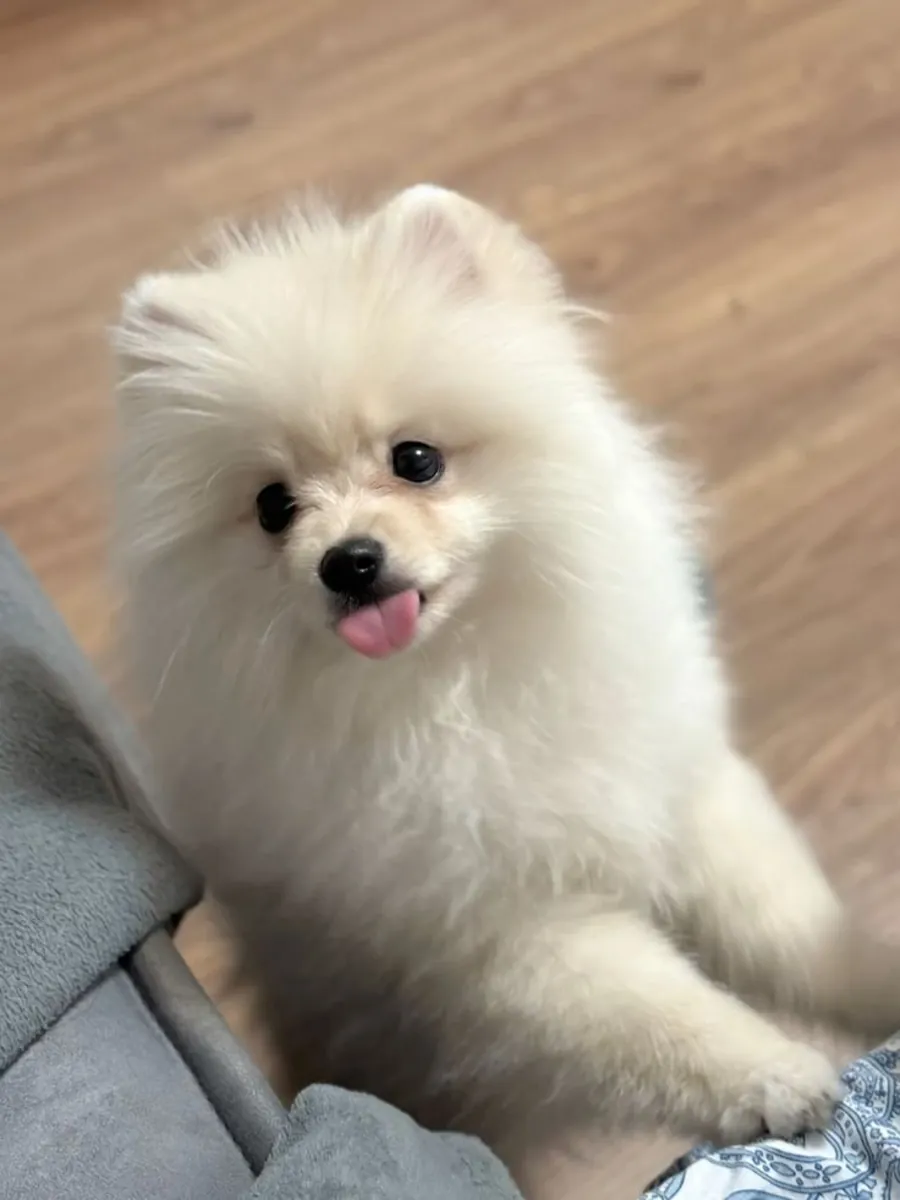 Poméranien miniature