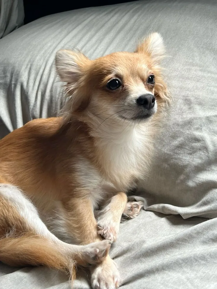 Kısa tüylü Chihuahua