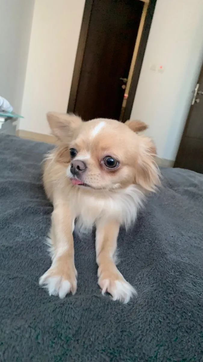 Kısa tüylü Chihuahua