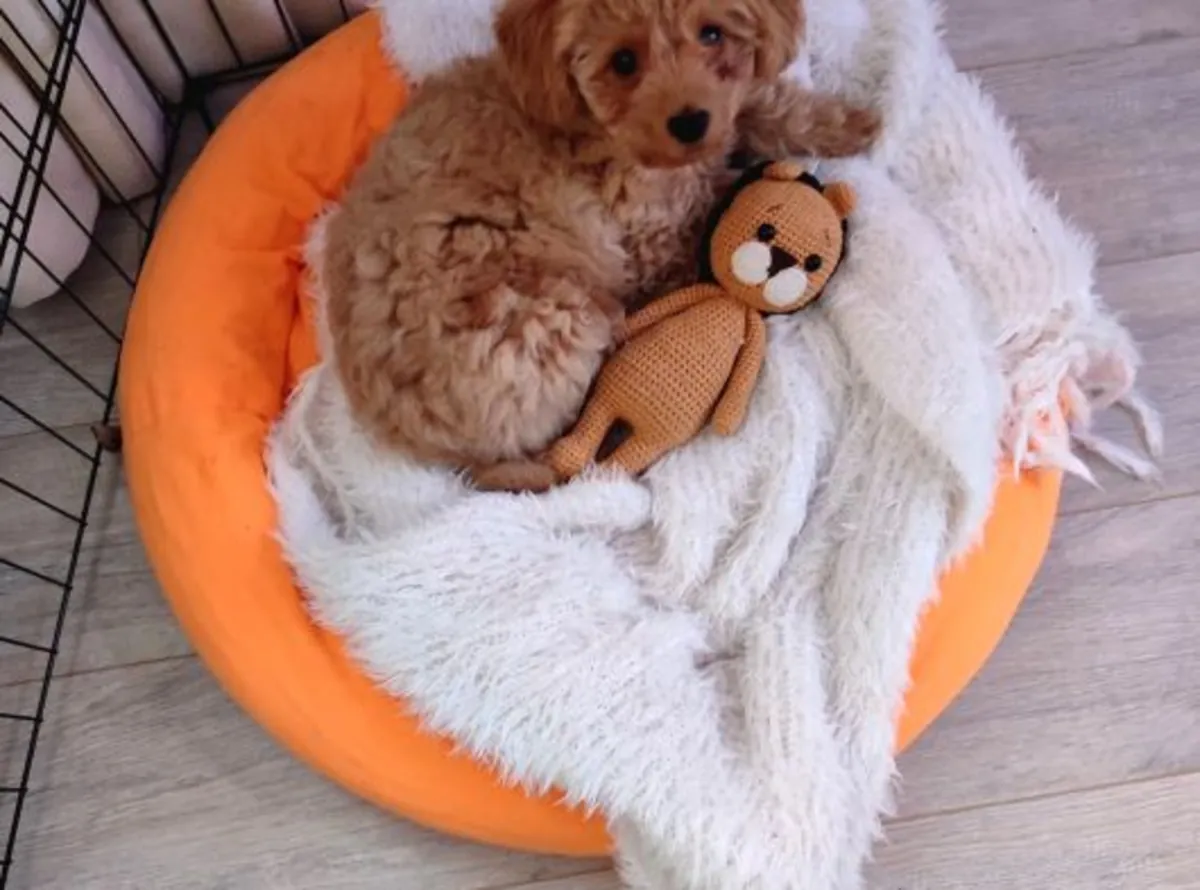 Poodle for adoption | Smart and affectionate