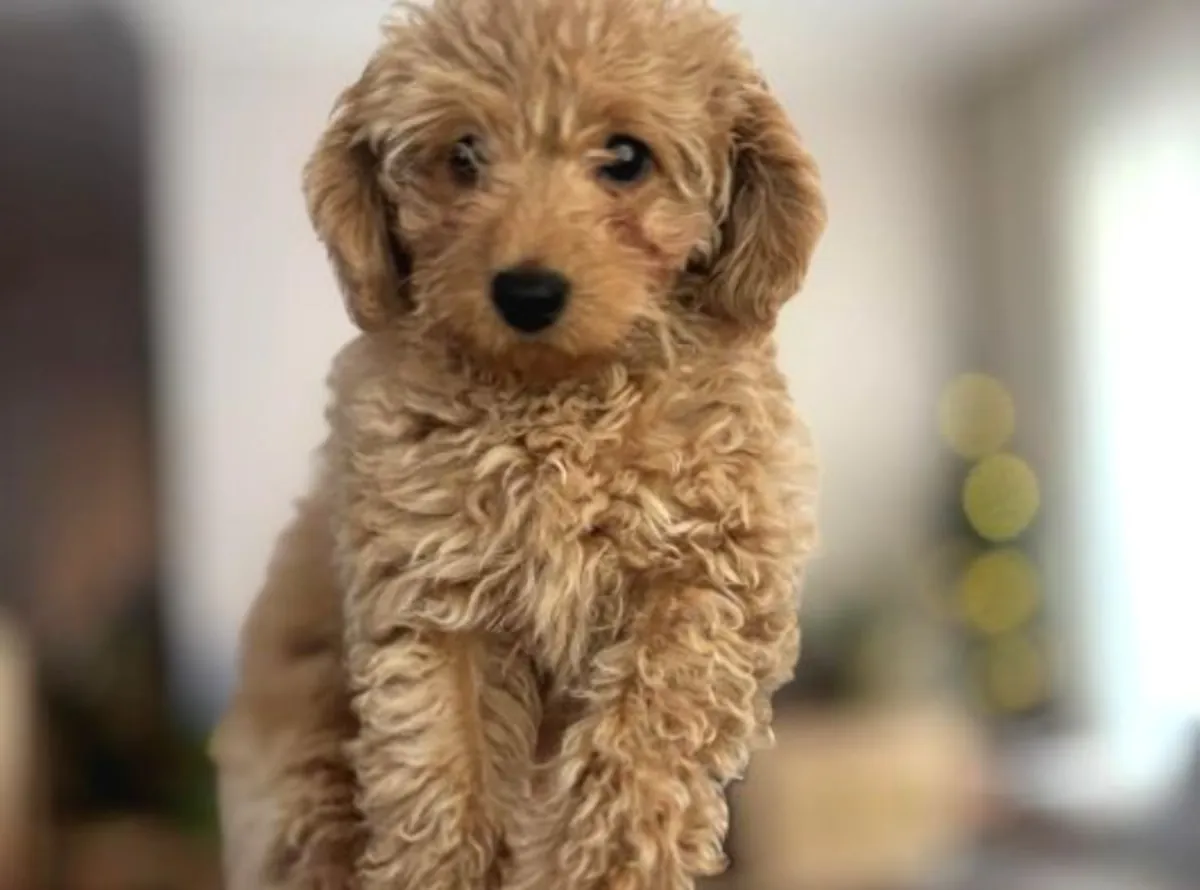 Poodle for adoption | Smart and affectionate