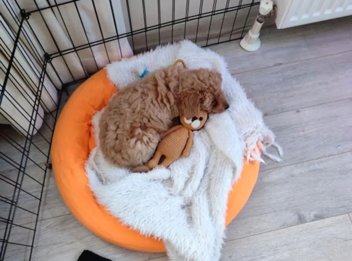 Poodle for adoption | Smart and affectionate