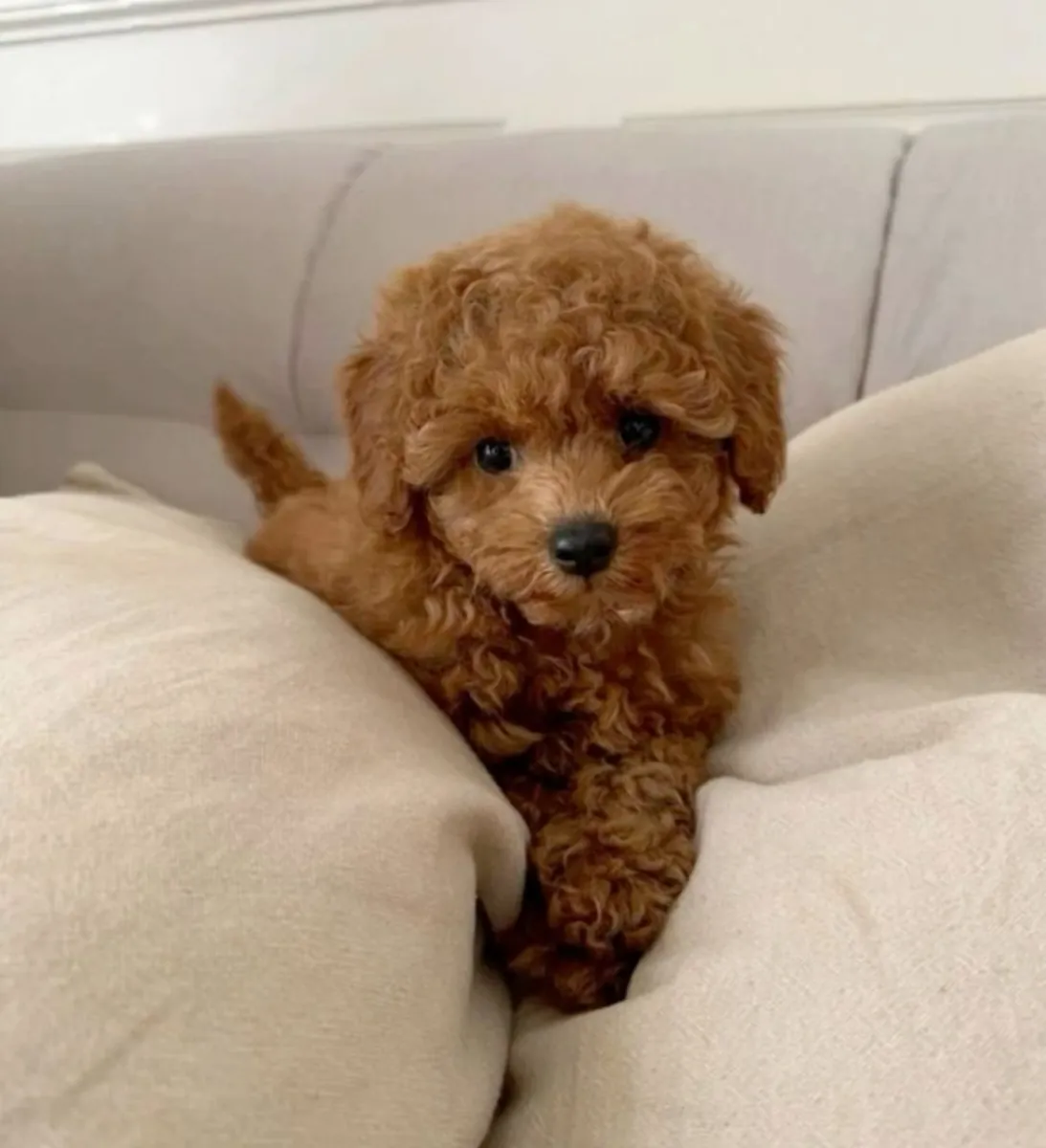 Poodle for Adoption | Easy to Train