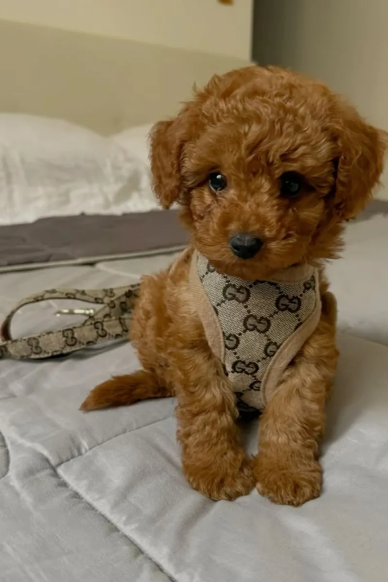 Poodle for Adoption | Easy to Train