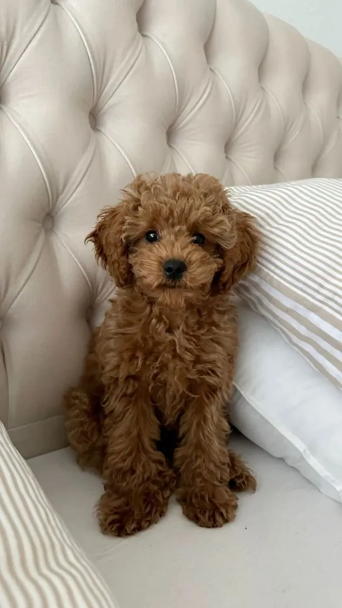 Poodle for Adoption | Easy to Train