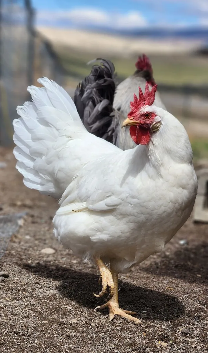 Leghorn chicken in good hands