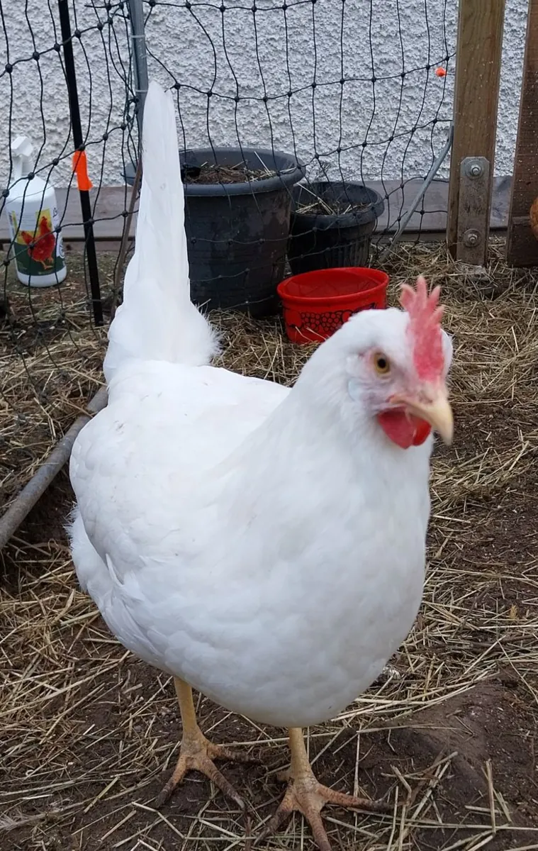Leghorn for adoption