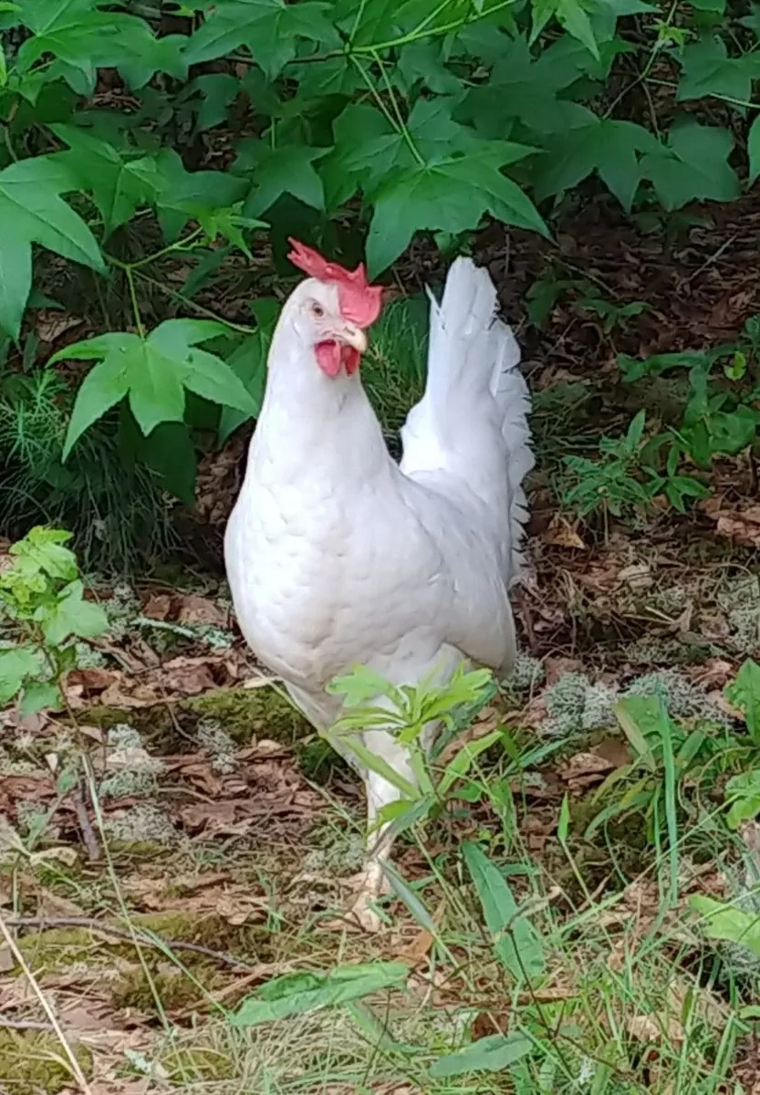 Leghorn for adoption
