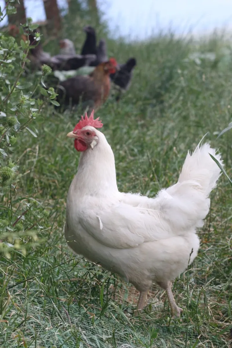 Leghorn for adoption