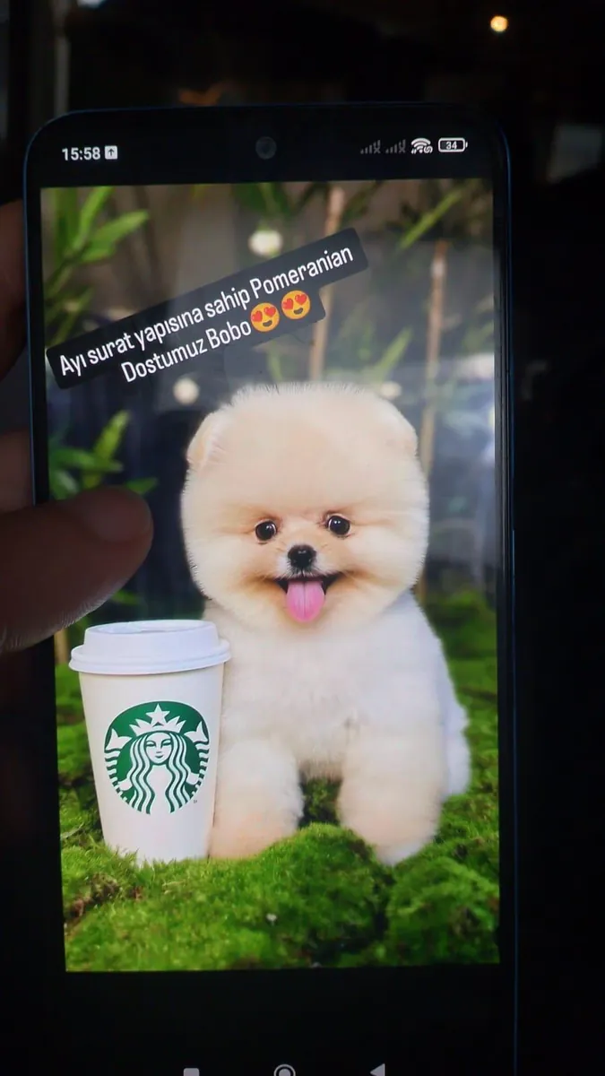 Sevimli mi Sevimli Pomeranian