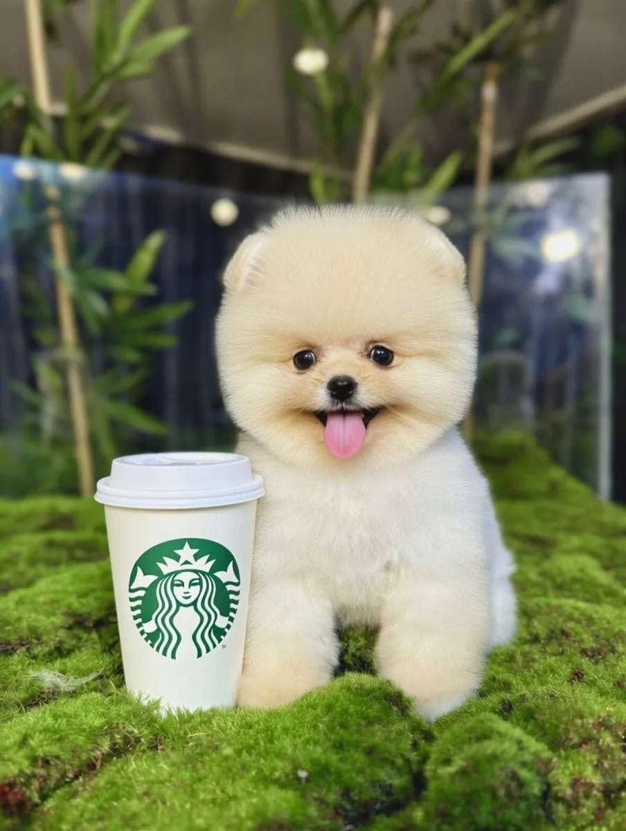 Sevimli mi Sevimli Pomeranian