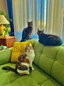 Kiki, Brownie, Muffin