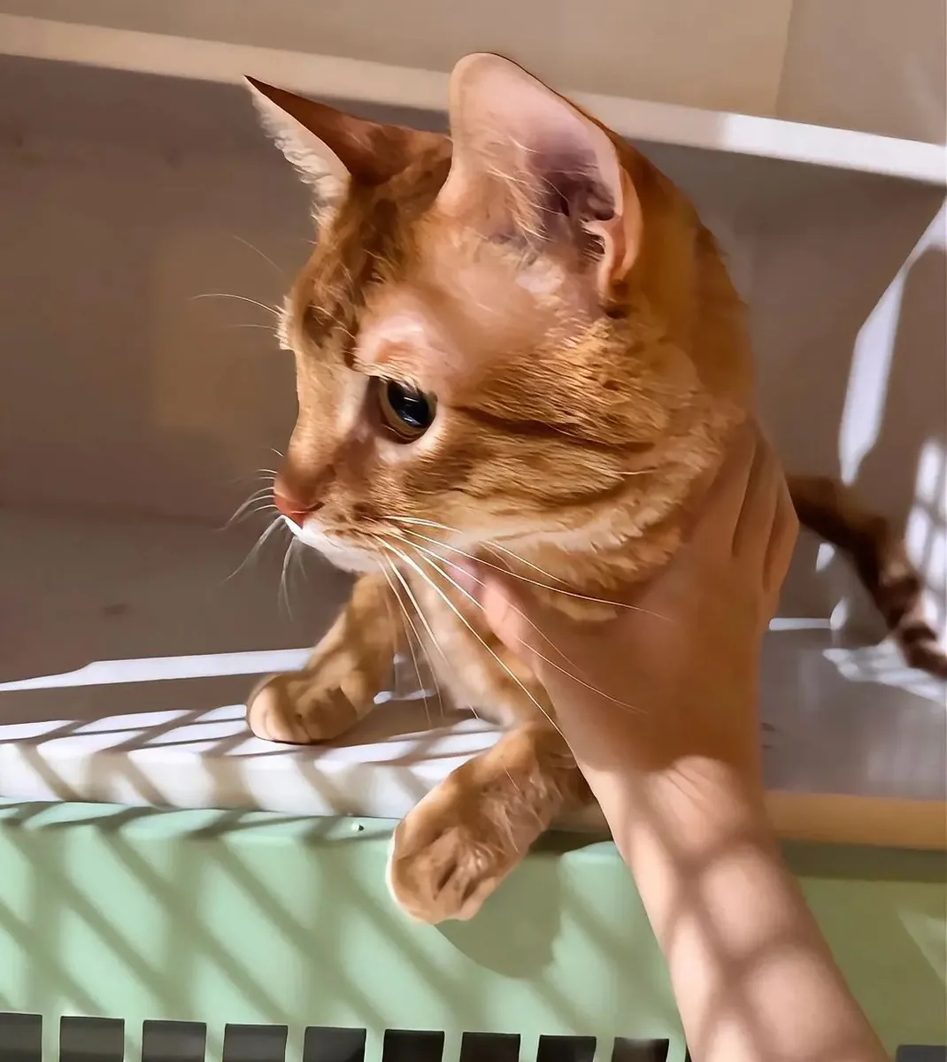 Hogar para un niño cariñoso de tres patas