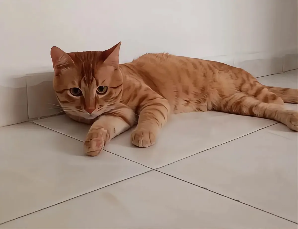 Hogar para un niño cariñoso de tres patas
