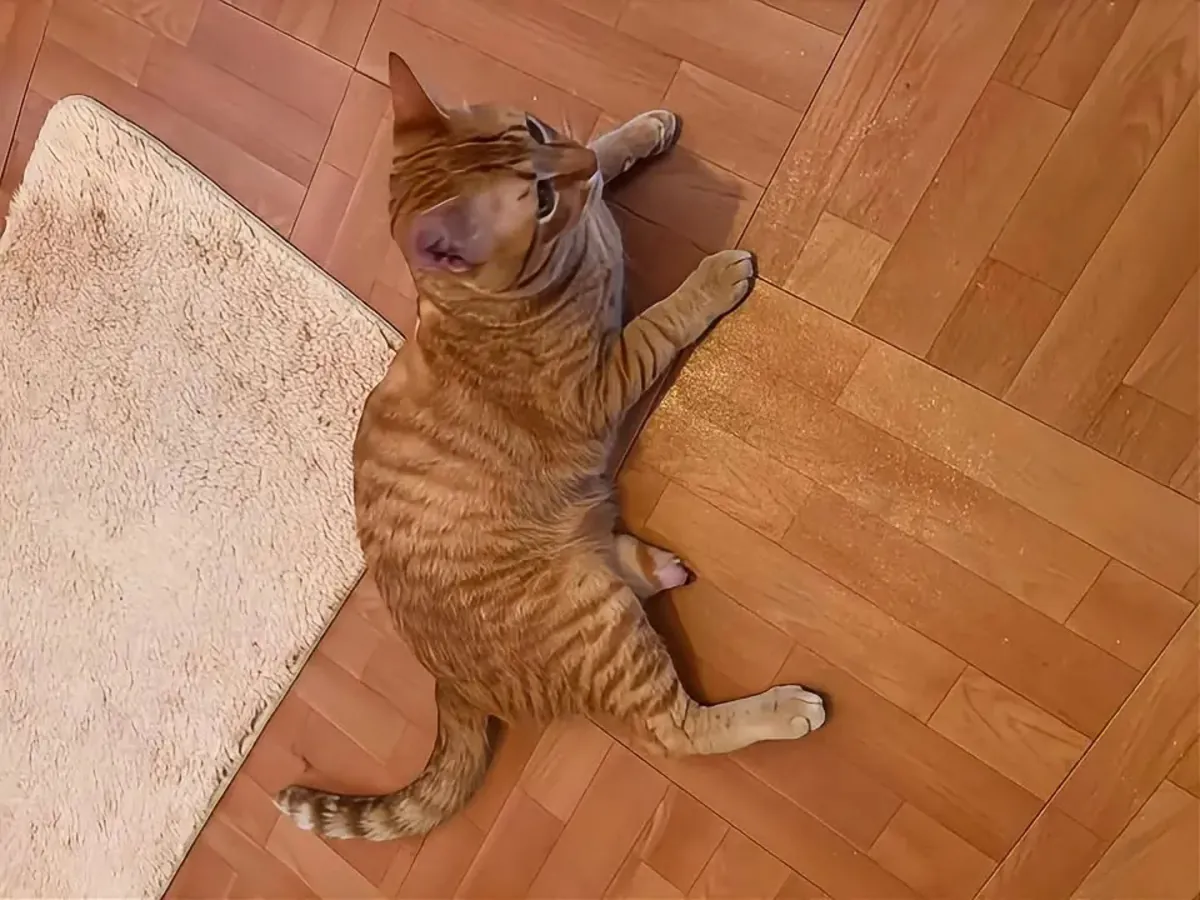 Hogar para un niño cariñoso de tres patas