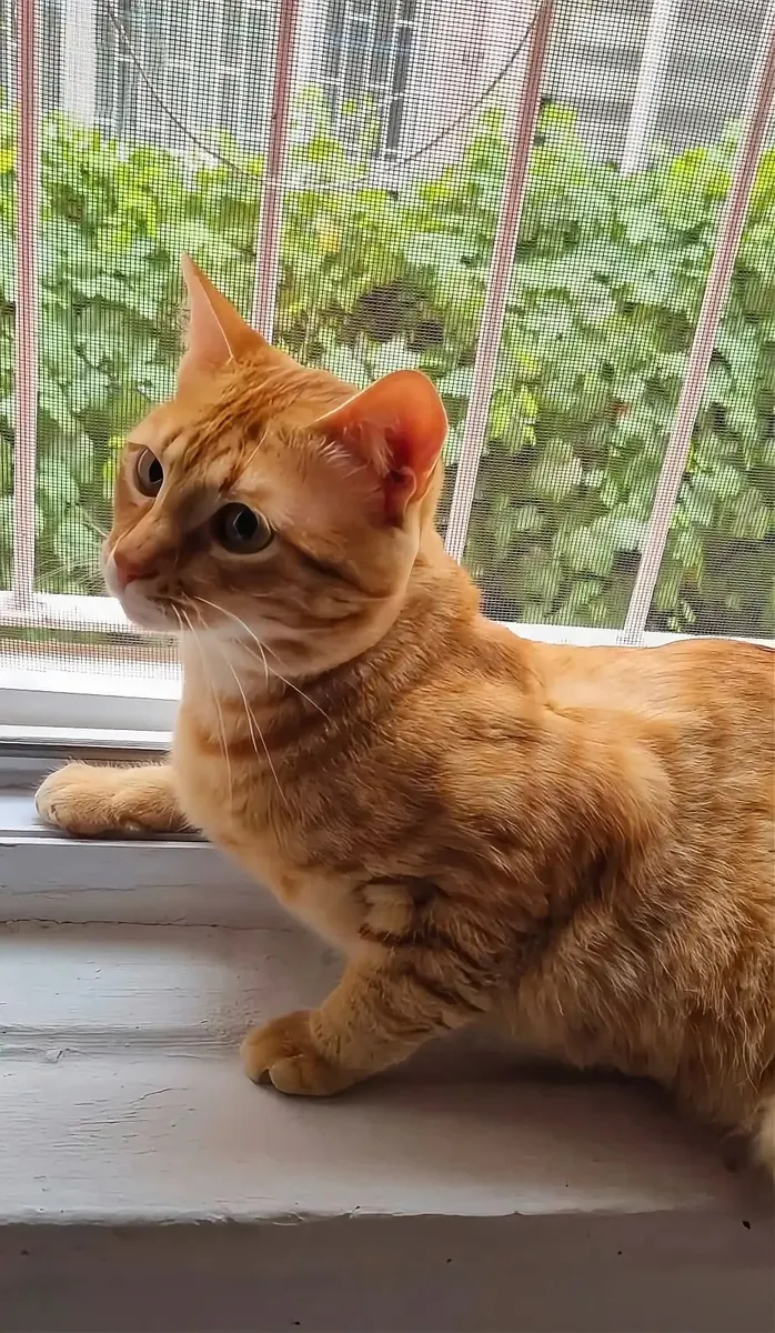 Hogar para un niño cariñoso de tres patas