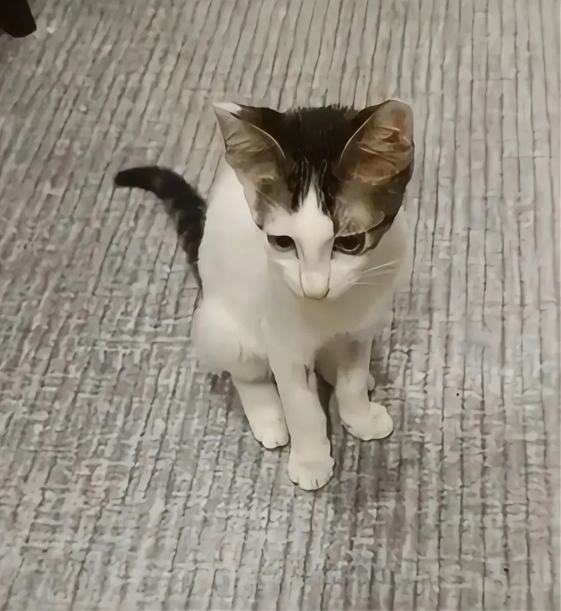 帅气可爱的幼犬需要一个家