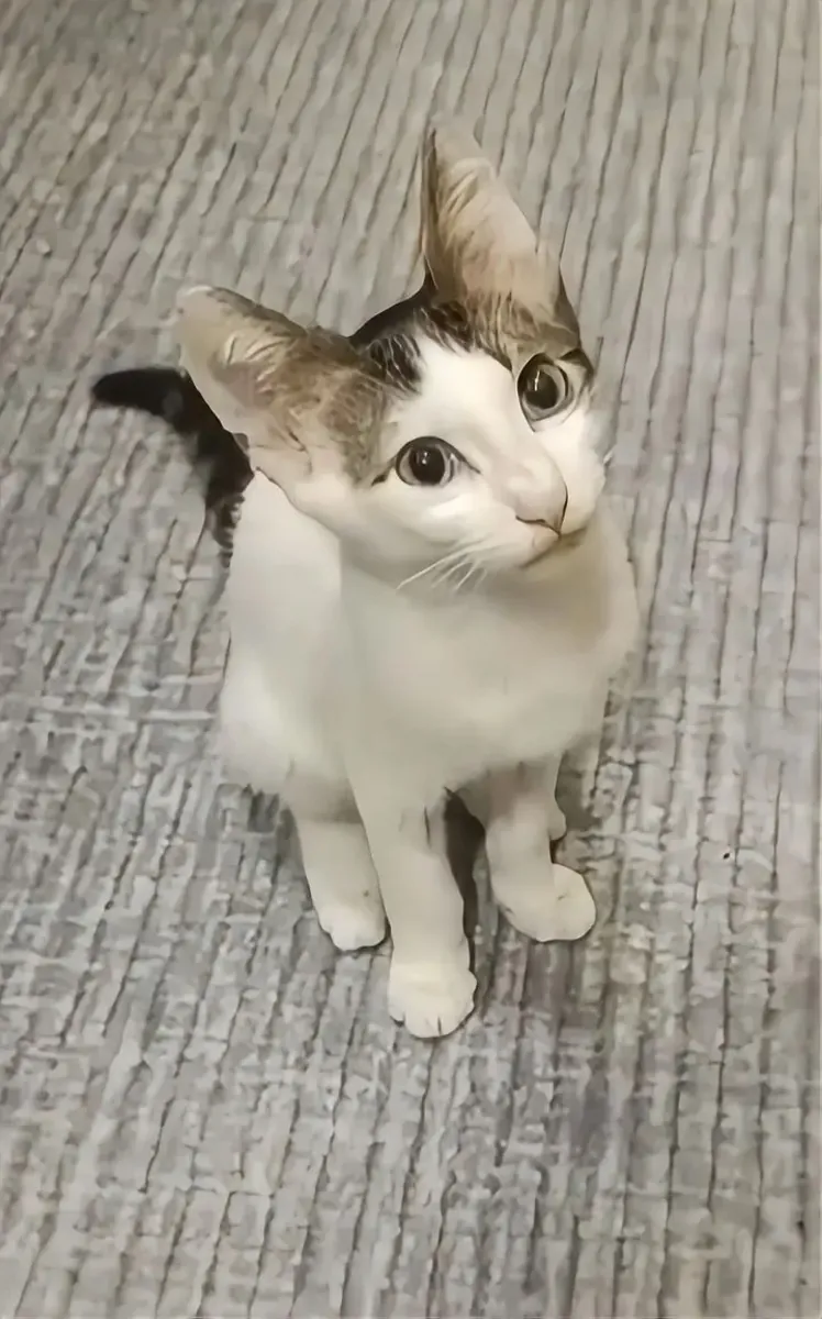 帅气可爱的幼犬需要一个家