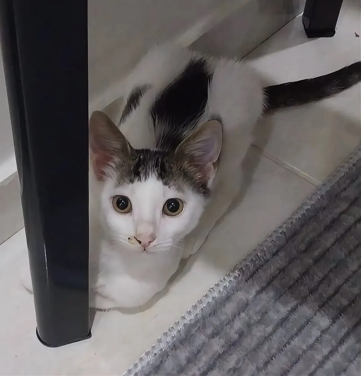 Un foyer pour ce beau chiot