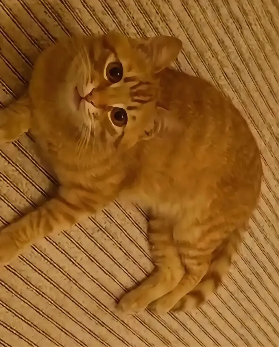 Maison pour un beau garçon orange