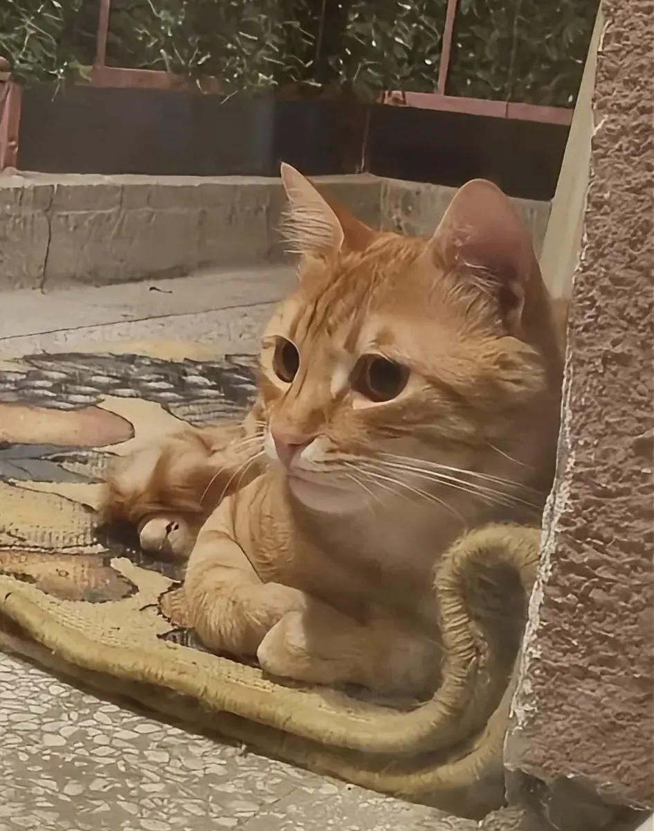 Maison pour un beau garçon orange