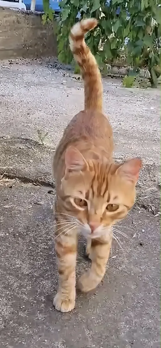 Maison pour un beau garçon orange