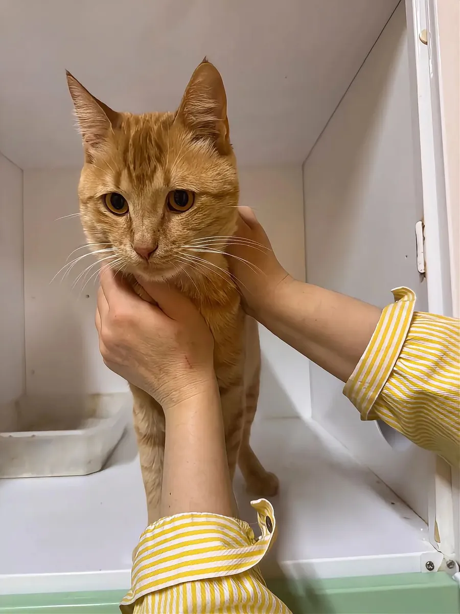 姜色虎斑猫之家