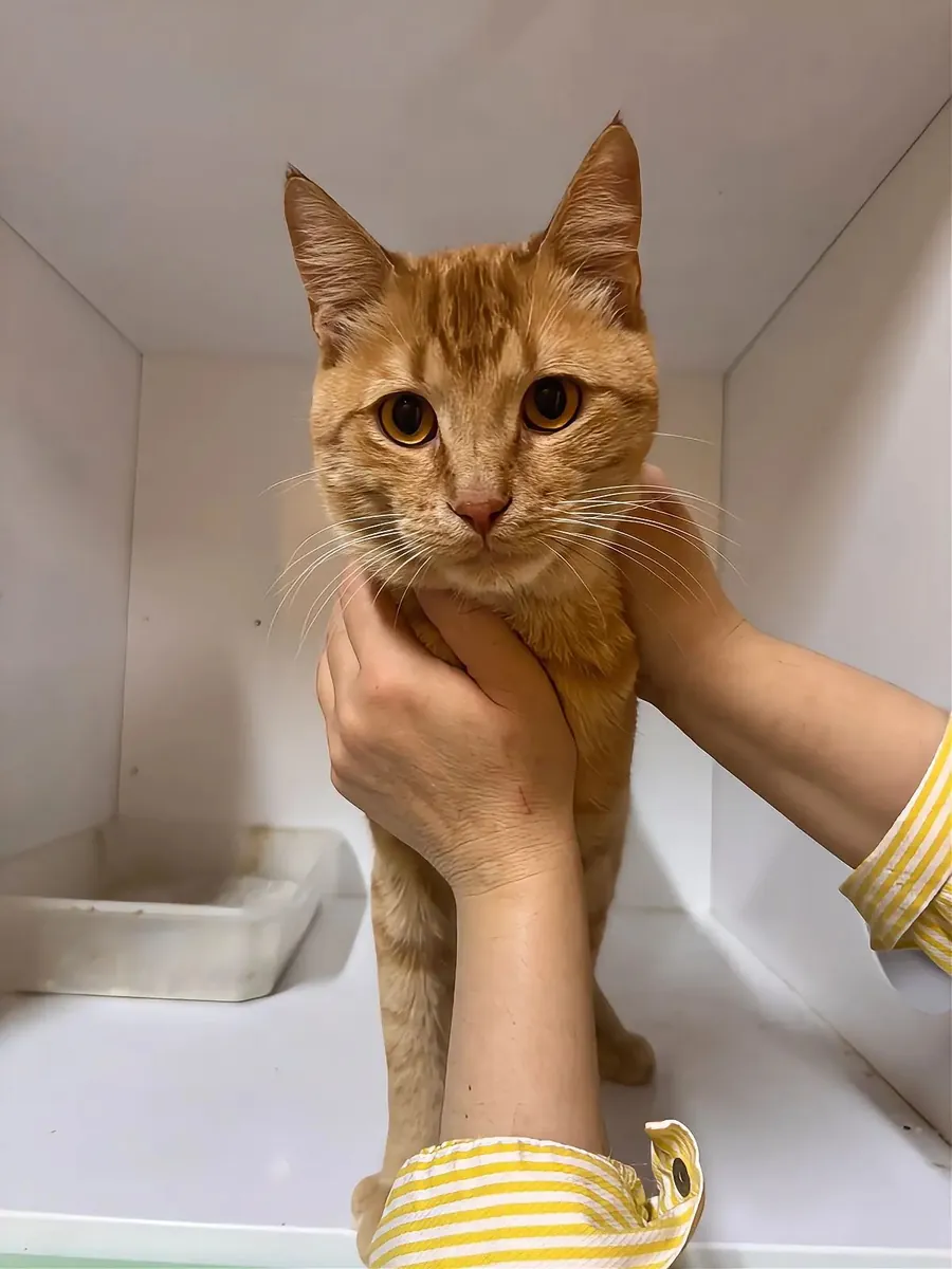 姜色虎斑猫之家