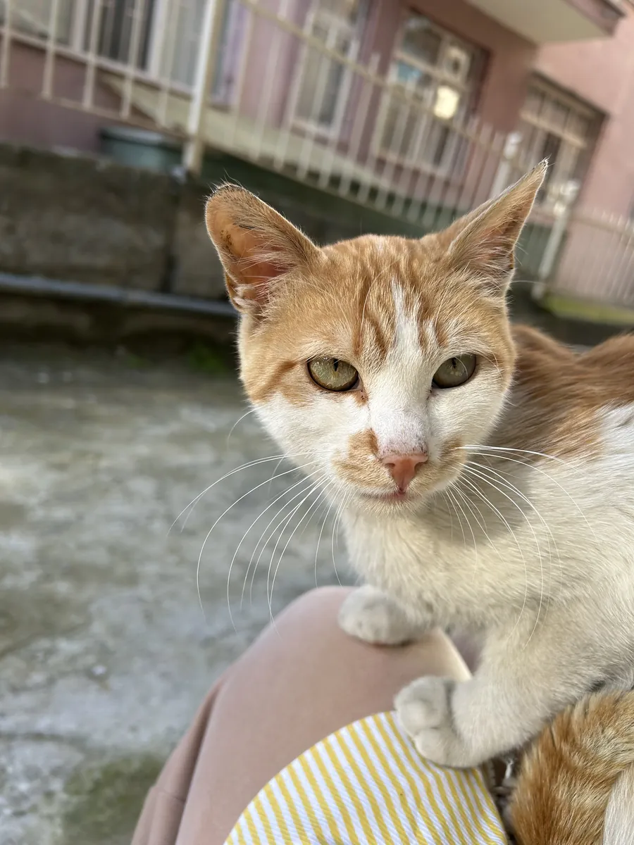 这只眼睛圆溜溜的虎斑猫正在寻找新家。