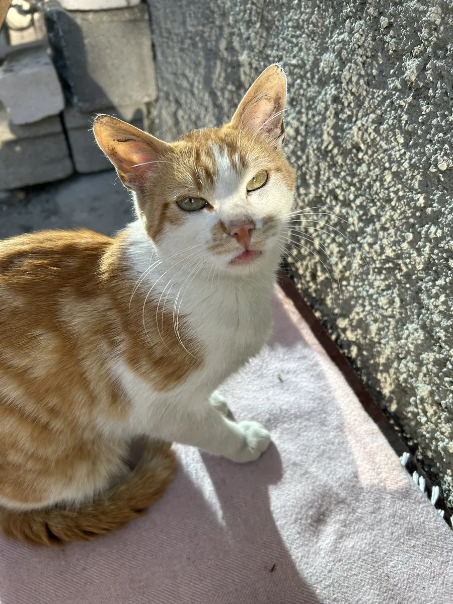 这只眼睛圆溜溜的虎斑猫正在寻找新家。