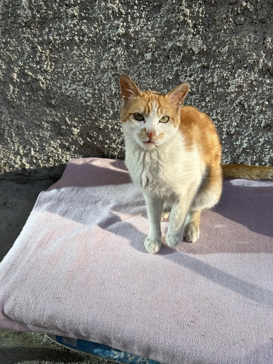 这只眼睛圆溜溜的虎斑猫正在寻找新家。